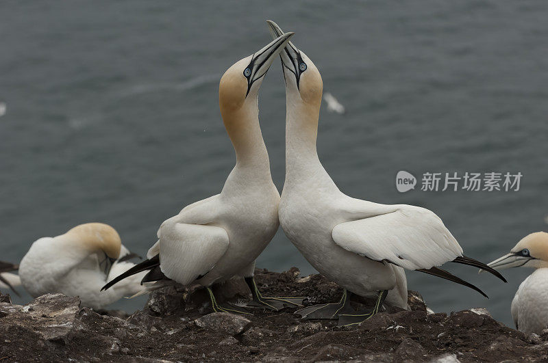 一对塘鹅(Morus bassanus)